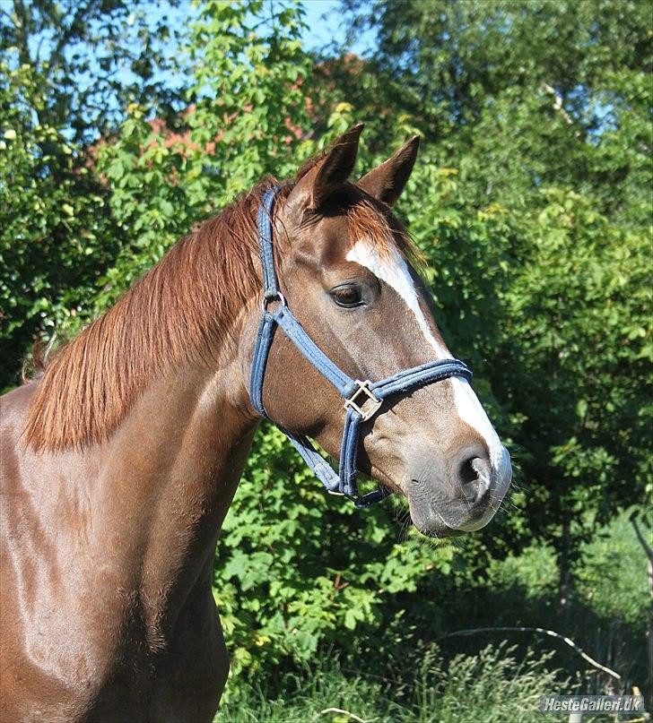 Dansk Varmblod Vestergårdens Donavill billede 2