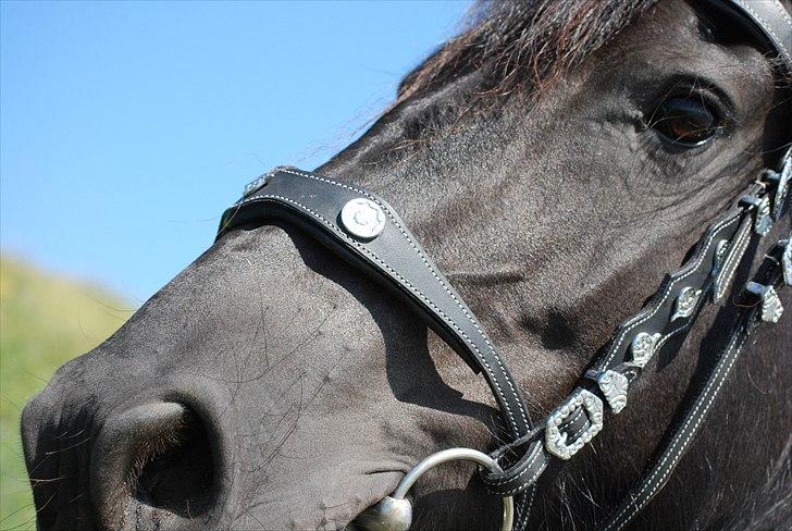 Frieser Maaike Margreet billede 12