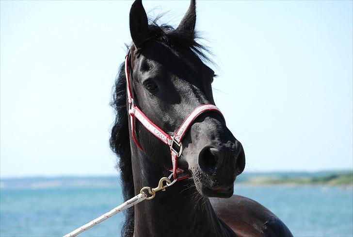 Frieser Maaike Margreet billede 14