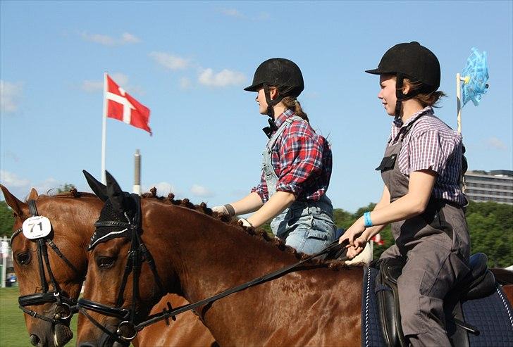 Dansk Varmblod Udsigtens Uleacic - Ulle - Det fynske dyrskue 2011. 
Karlson på taget :) billede 17