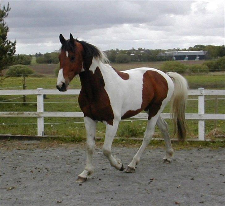 Pinto Carlos (Solgt) - Billede fra gamle ejer. SMUK HYP <3 billede 20