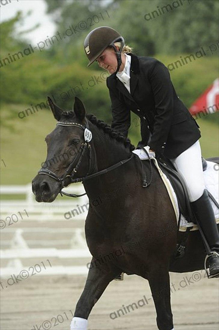 New Forest Sheila  - dygtig pony efter LB2 :) billede 18