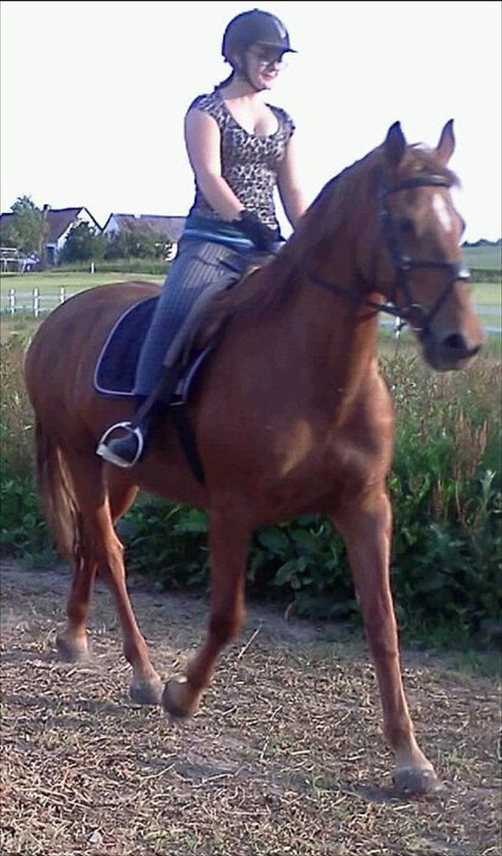 Anden særlig race Nikita - nr. 19. ny og se lige hvor hun kan trave :D er så stolt af hende billede 14