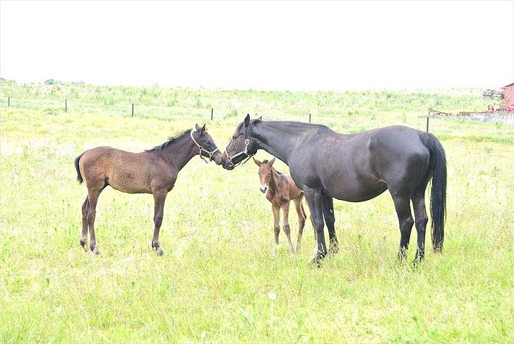 Oldenborg Decoya billede 12