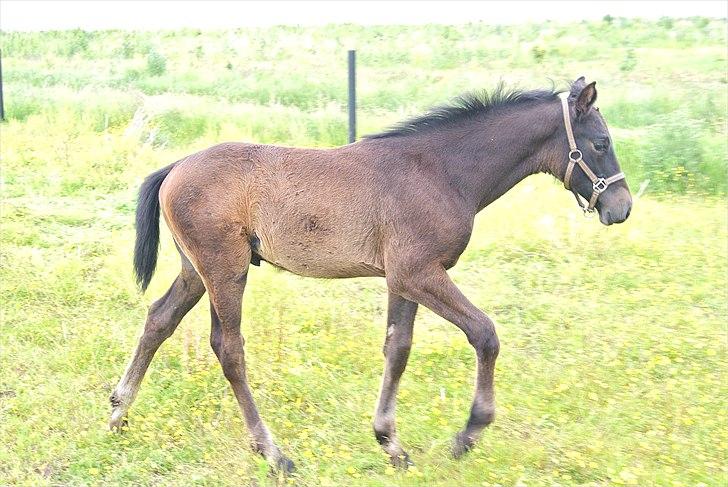 Dansk Varmblod Winther - 2,5 mdr. Stor og fræk billede 15