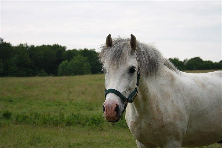 Anden særlig race Bowie <3 - Smukke på fold <3 billede 8