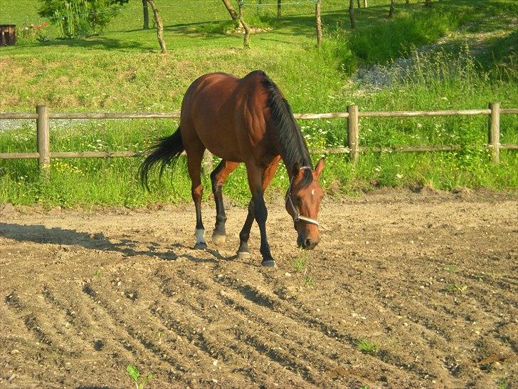 Hannoveraner ROMANA - Løs på ridebanen (: billede 8