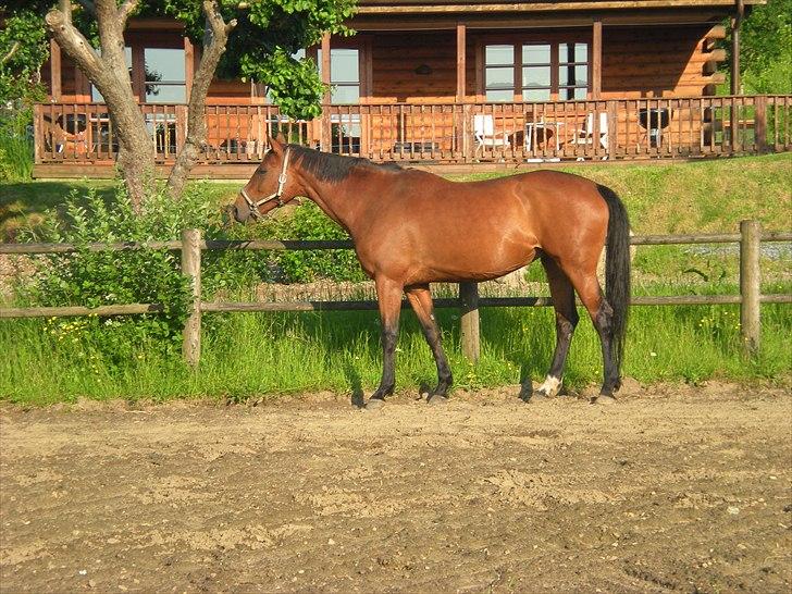 Hannoveraner ROMANA billede 9