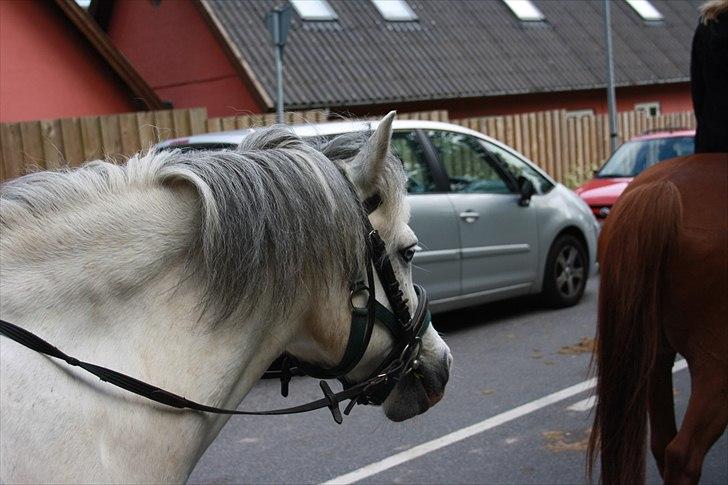 Anden særlig race Bowie <3 - (:<3 billede 12