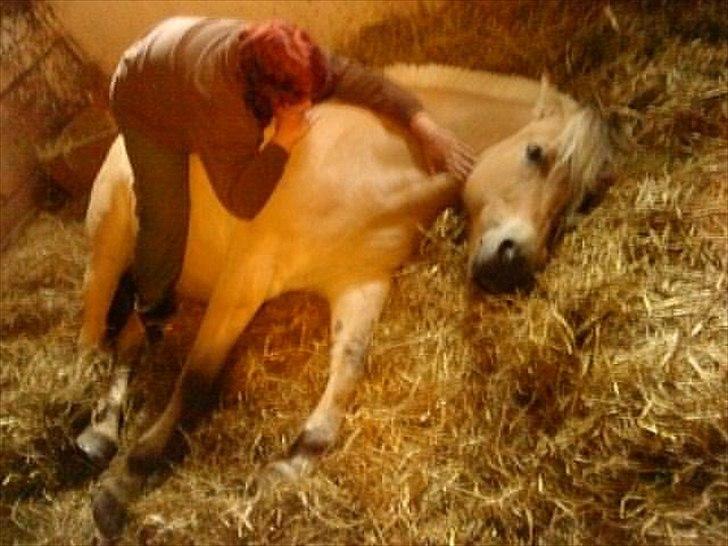 Fjordhest Smilla Halsnæs (Familiehest) billede 18