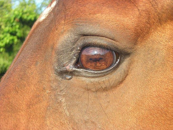 Hannoveraner ROMANA billede 1