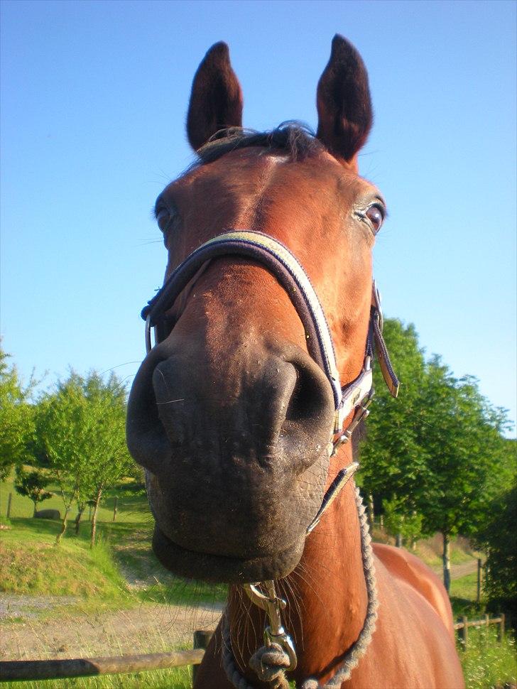 Hannoveraner ROMANA - Stor mule d: billede 10