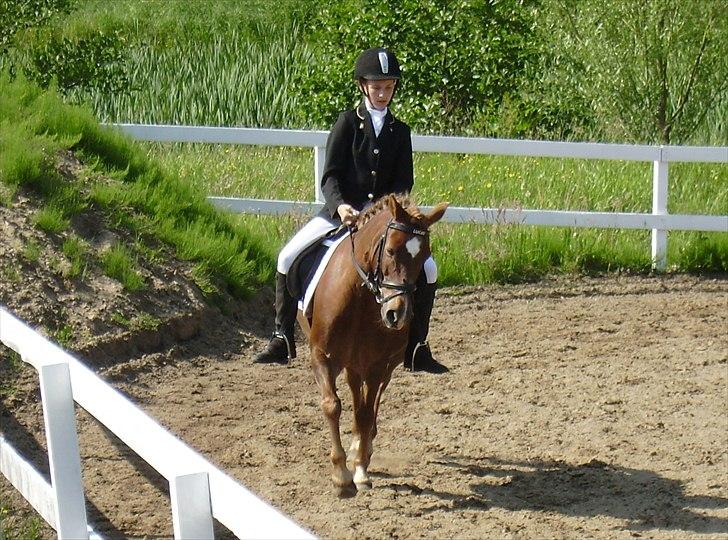 Anden særlig race Lucas - Stævne Ponygården Solvang 11. juni 2011 billede 13