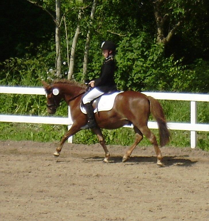 Anden særlig race Lucas - Stævne Ponygården Solvang 11. juni 2011 billede 15