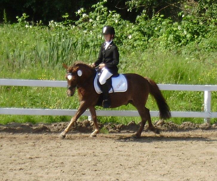 Anden særlig race Lucas - Stævne Ponygården Solvang 11. juni 2011 billede 18