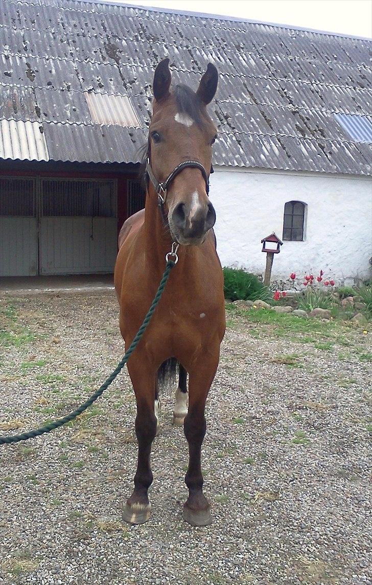 Anden særlig race Bugatti billede 1