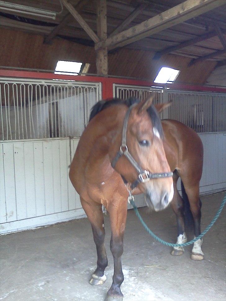 Anden særlig race Bugatti billede 3