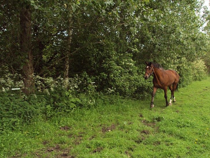 Anden særlig race Bugatti - Bugatti i trav på folden. billede 4