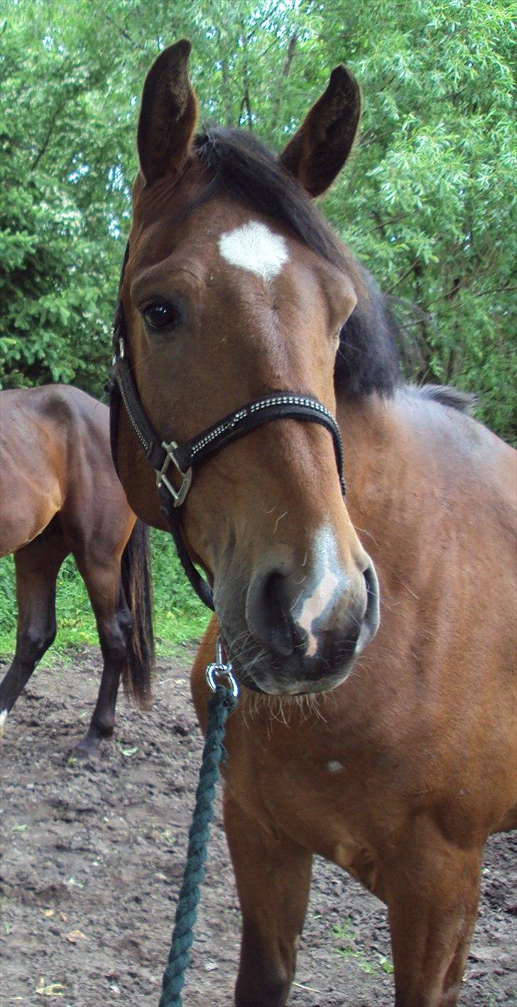 Anden særlig race Bugatti billede 5