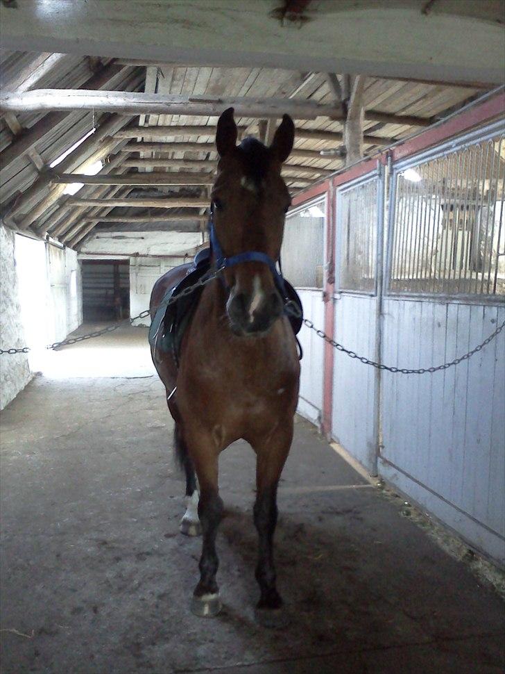 Anden særlig race Bugatti billede 6