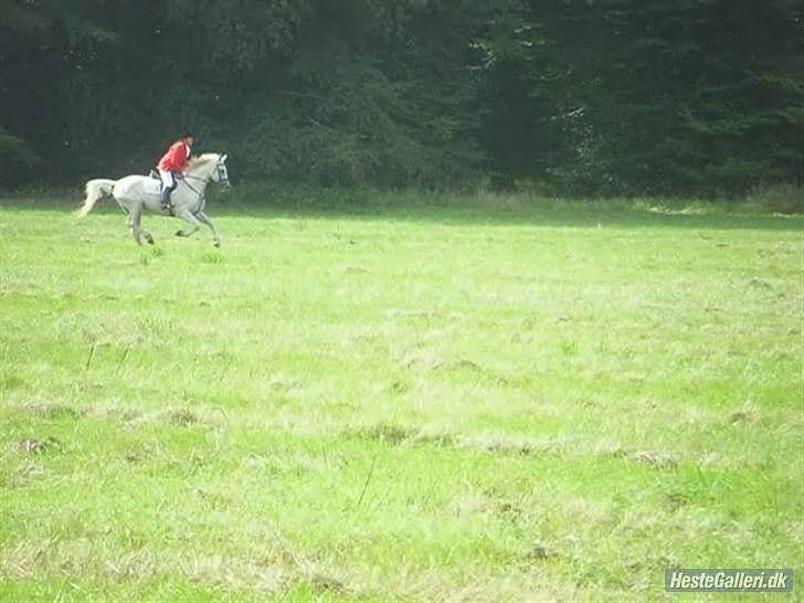 Anglo Araber (AA) Aries  -  aries og monica til jagt i dyrehaven foråret 2010 billede 2