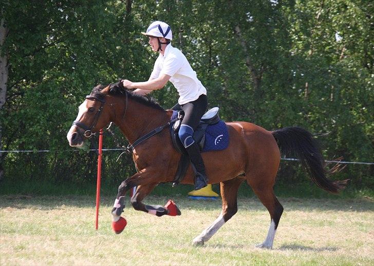 Sportsaraber (A) Chanel - Chanel til DK Pony Cup 2011, hendes første mounted-games stævne med en rytter fra Wales - 2 plads billede 5