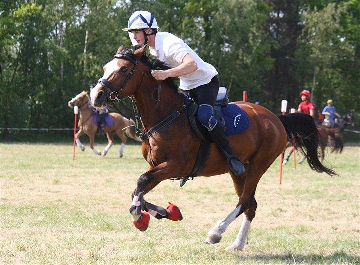 Sportsaraber (A) Chanel - Chanel til DK Pony Cup 2011, hendes første mounted-games stævne med en rytter fra Wales - 2 plads billede 3