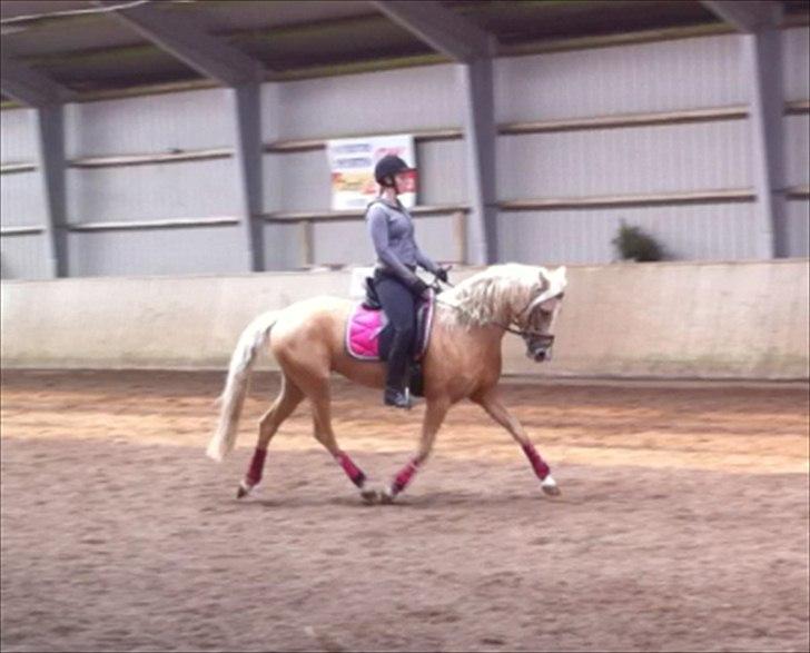 DSP Slæbækgaards Miss Sophy billede 11