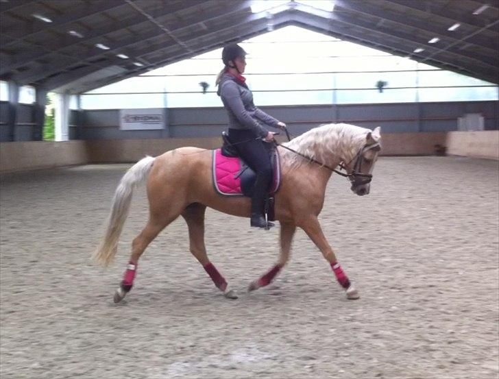 DSP Slæbækgaards Miss Sophy billede 12