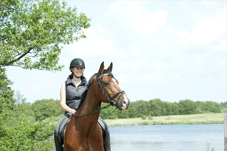 Dansk Varmblod - Cayman (B-HEST) [Tidl. hest] - 12) billede 12