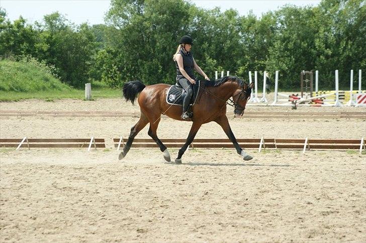 Dansk Varmblod - Cayman (B-HEST) [Tidl. hest] - 3) billede 3