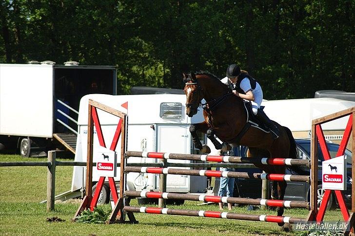 Dansk Varmblod - Cayman (B-HEST) [Tidl. hest] - 6) billede 6