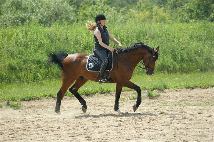 Dansk Varmblod - Cayman (B-HEST) [Tidl. hest] - 7) billede 7