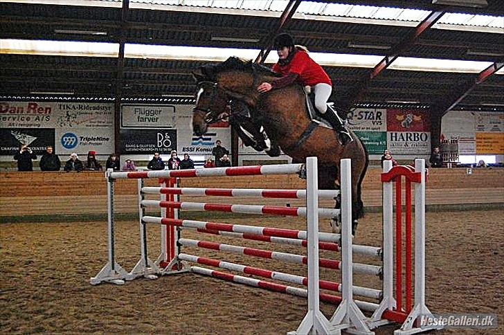 Dansk Varmblod - Cayman (B-HEST) [Tidl. hest] - 8) billede 8