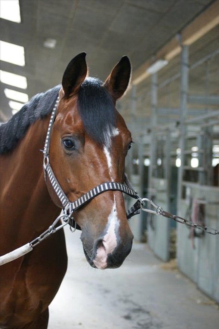 Dansk Varmblod - Cayman (B-HEST) [Tidl. hest] - 9) billede 9