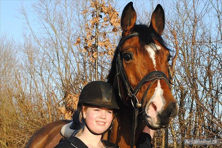 Dansk Varmblod - Cayman (B-HEST) [Tidl. hest] - 10) billede 10