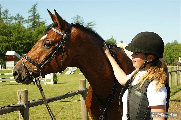 Dansk Varmblod - Cayman (B-HEST) [Tidl. hest] - 11) billede 11