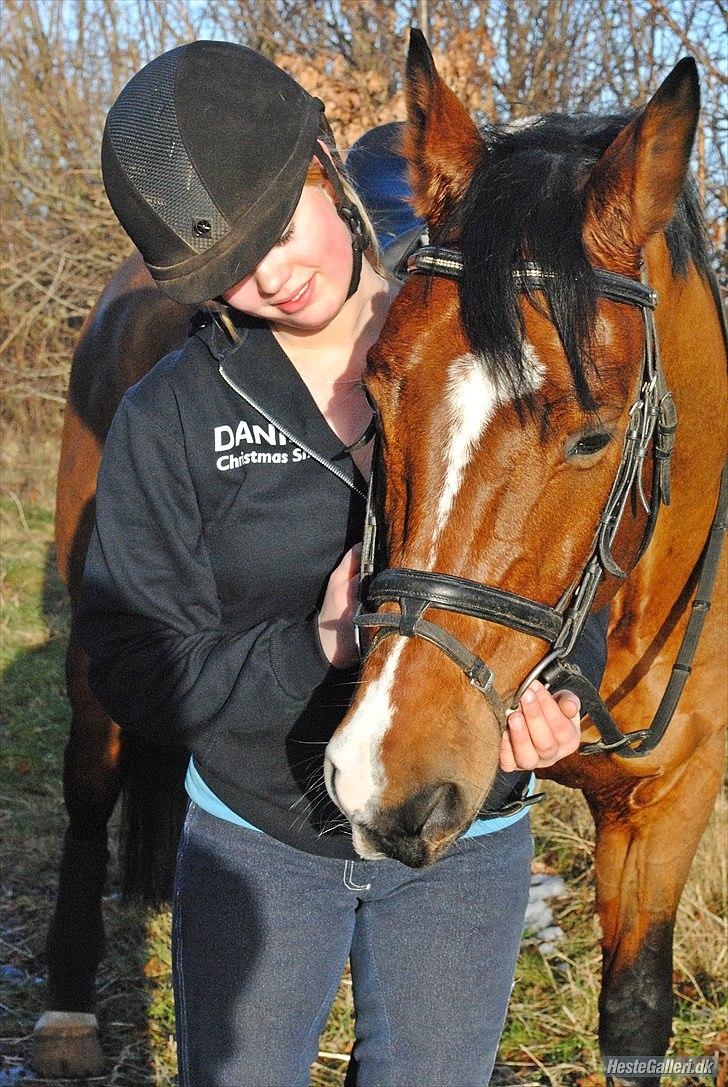 Dansk Varmblod - Cayman (B-HEST) [Tidl. hest] - 14) billede 14