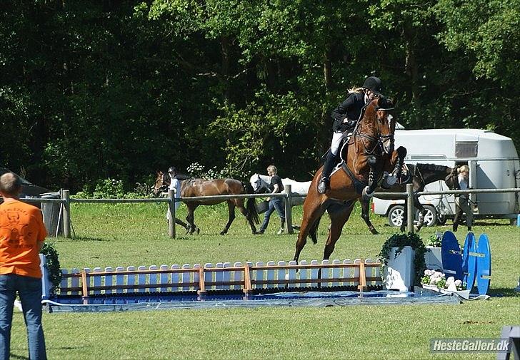 Dansk Varmblod - Cayman (B-HEST) [Tidl. hest] - 15) billede 15