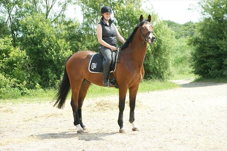 Dansk Varmblod - Cayman (B-HEST) [Tidl. hest] - 17) billede 17