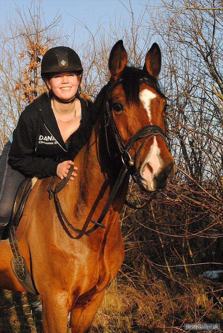 Dansk Varmblod - Cayman (B-HEST) [Tidl. hest] - 18) billede 18