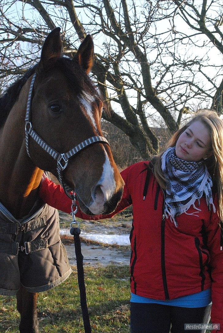 Dansk Varmblod - Cayman (B-HEST) [Tidl. hest] - 19) billede 19