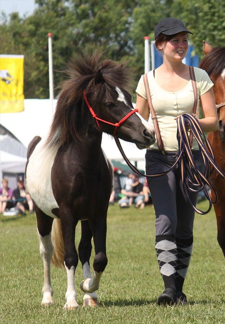 Shetlænder | Kærholms Chopina  - Gallashow med Chopina på det Fynskedyrskue 2011 billede 1