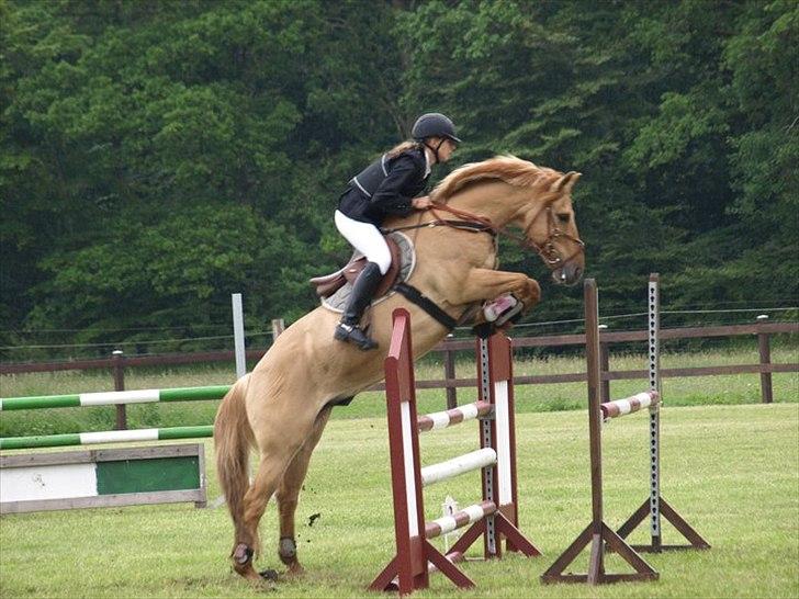 Anden særlig race Golden Dane (Bailey) - Første LA!  billede 4