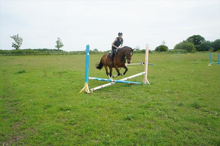 Pinto korel - Spring billede med Korell inden ulykken. billede 8