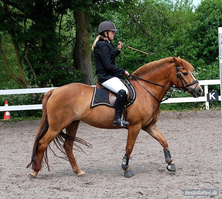 New Forest Wendy<3 (savnes  :'-( ) - vores eventyr vil blive gemt og aldrig glemt!♥
Taget af Julie Søby Gylling billede 5