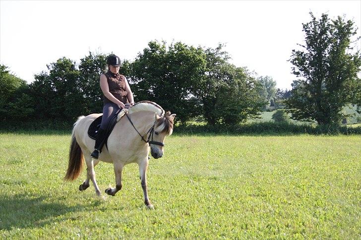 Fjordhest Aija Romeo - Dressur træning den 12/6-11 billede 10