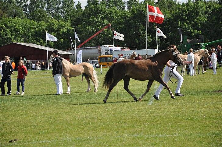 New Forest Viktoria - Det fynske dyrskue 2011 billede 3