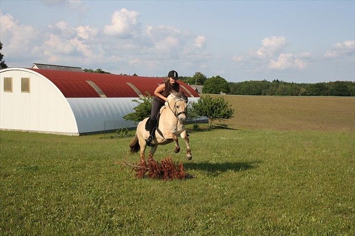 Fjordhest Aija Romeo - Springer over det gamle juletræ :) Den 12/6-11 billede 18