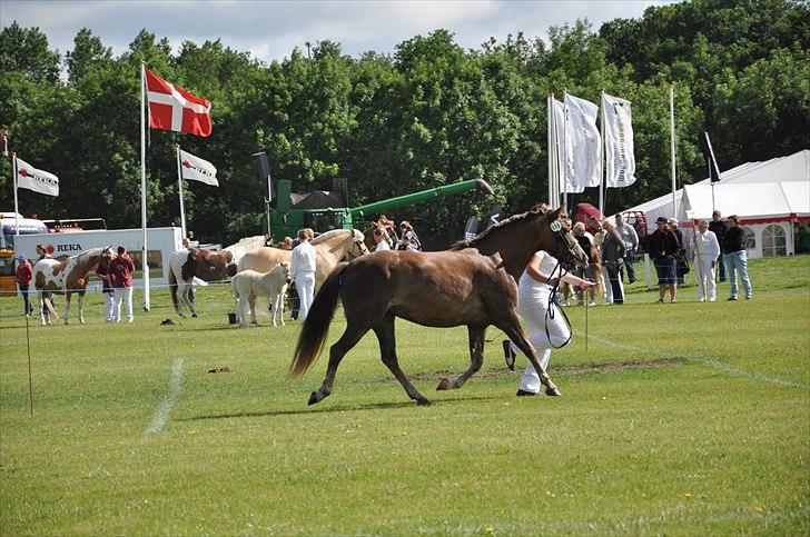 New Forest Viktoria - Det fynske dyrskue 2011 billede 4
